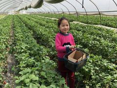 -小鱼草莓采摘园农家乐·小鱼餐厅