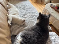 -瑞派天宁宠物医院·猫科·异宠中心