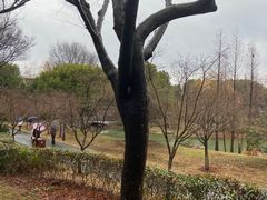 -无锡梅园公园