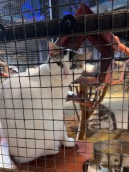 -酷嗒动物文化乐园(cutezoo西溪乐天城店)