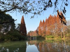 -桤木河湿地公园