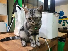 -李小姐の猫咖啡馆(五角场店)