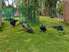 -西霞口神雕山野生动物世界