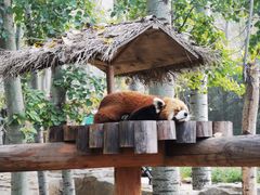 -北京野生动物园