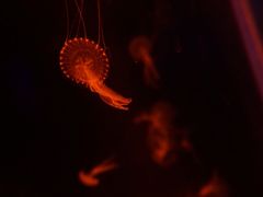 -暹罗海洋世界