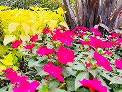 -庐山风景区花径公园