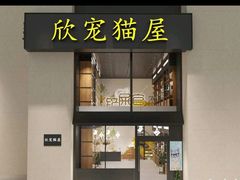 -欣宠猫屋·矮脚拿破仑·蓝金金渐层