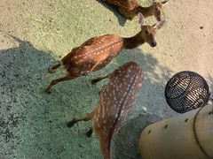 -贵州森林野生动物园