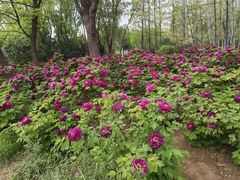 -洛阳市隋唐城遗址植物园