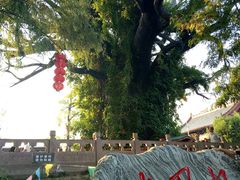 -大槐树寻根祭祖园