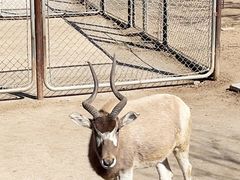 -石家庄市动物园