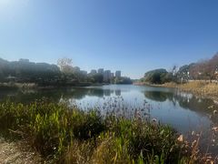 -新江湾城公园