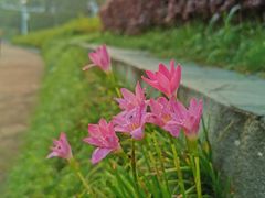 -东莞植物园