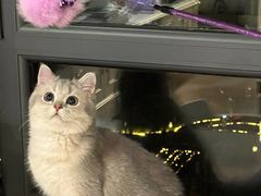 -猫大福·Fortune Cat猫舍(百子湾店)