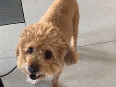 -瑞派福兴宠物医院犬猫全科·骨科·中西医结合(河东店)