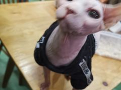 -藦茜花园宠物主题亲子互动体验馆(国顺东路店)