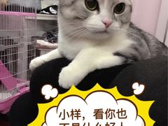-Bastet sally猫舍购宠(静安店)