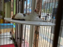 -瑞鹏宠物医院·骨科·猫科·内科(第一中心)