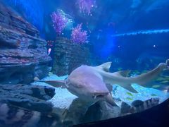 -烟台海昌鲸鲨海洋公园