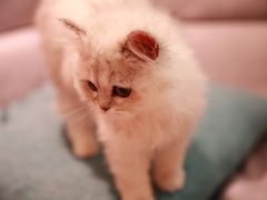 -猫大福·Fortune Cat猫舍(百子湾店)