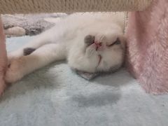 -屋虎猫馆(宝安大仟里店)