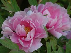 -西苑公园