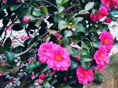 -徐家汇源景区-衡山公园