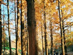 -白水寺森林公园