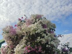 -莲花山公园