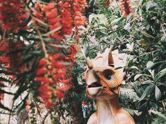 -呀路古热带植物园