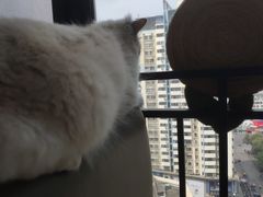 -喵园·猫主题咖啡厅·撸猫·猫咖(国贸店)