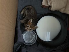 -安安宠医宠物医院·异宠·犬猫内科(岳阳分院)
