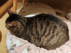 -滚猫咖啡·猫咖·猫友好撸猫(未来城店)