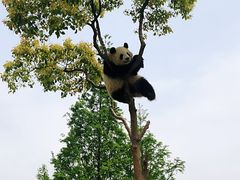 -上海野生动物园