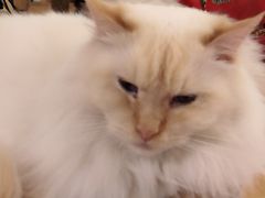 -猫小院猫主题咖啡厅(北锣店)