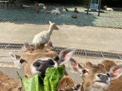 -常州淹城野生动物世界