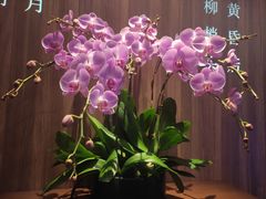 -钟菜·粤菜点心·宴请(海上世界·汇港二期店)