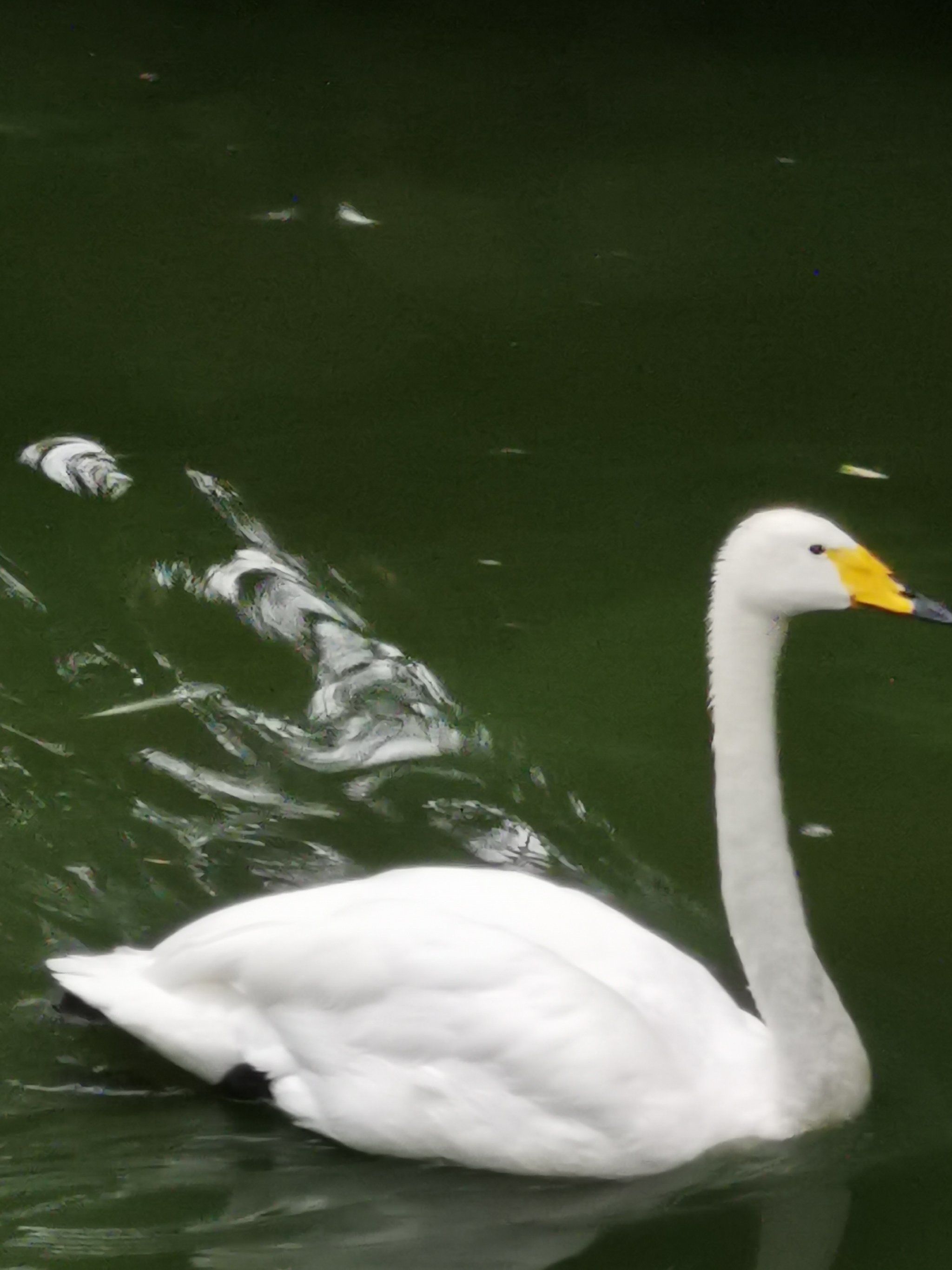 豳风堂看安然无恙万寿无疆