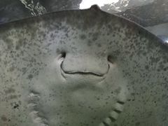 -悉尼海洋生物水族馆