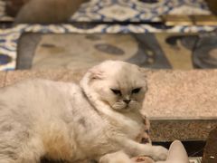 -more than meow吴止猫主题餐厅(承德 中船汇店)