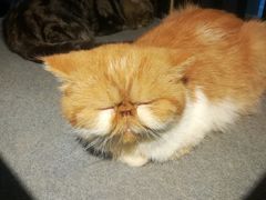 -more than meow吴止猫主题餐厅(承德 中船汇店)