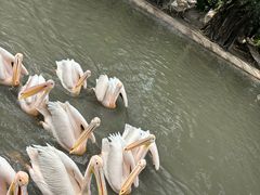 -广州长隆飞鸟乐园