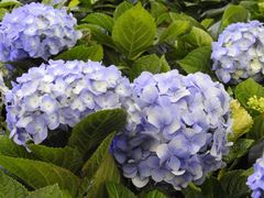 -荷兰花海