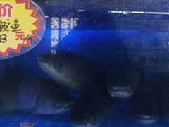 -八仔大富楼·河鲜(西江店)