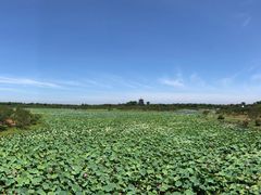 -上海海湾国家森林公园