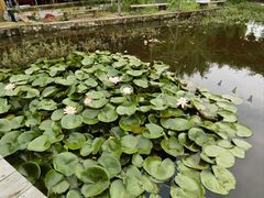 -同銮特种养殖场·龙虾垂钓