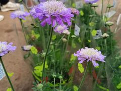 -龙大花卉苗木市场