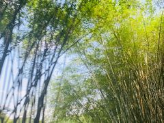 -竹野·上|老字号全竹宴