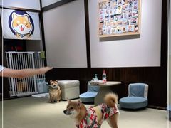 -逗柴咖啡屋·狗咖猫咖宠物桌游