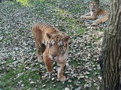-北京野生动物园